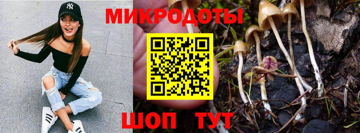 Галлюциногенные грибы Psilocybine cubensis Ставрополь